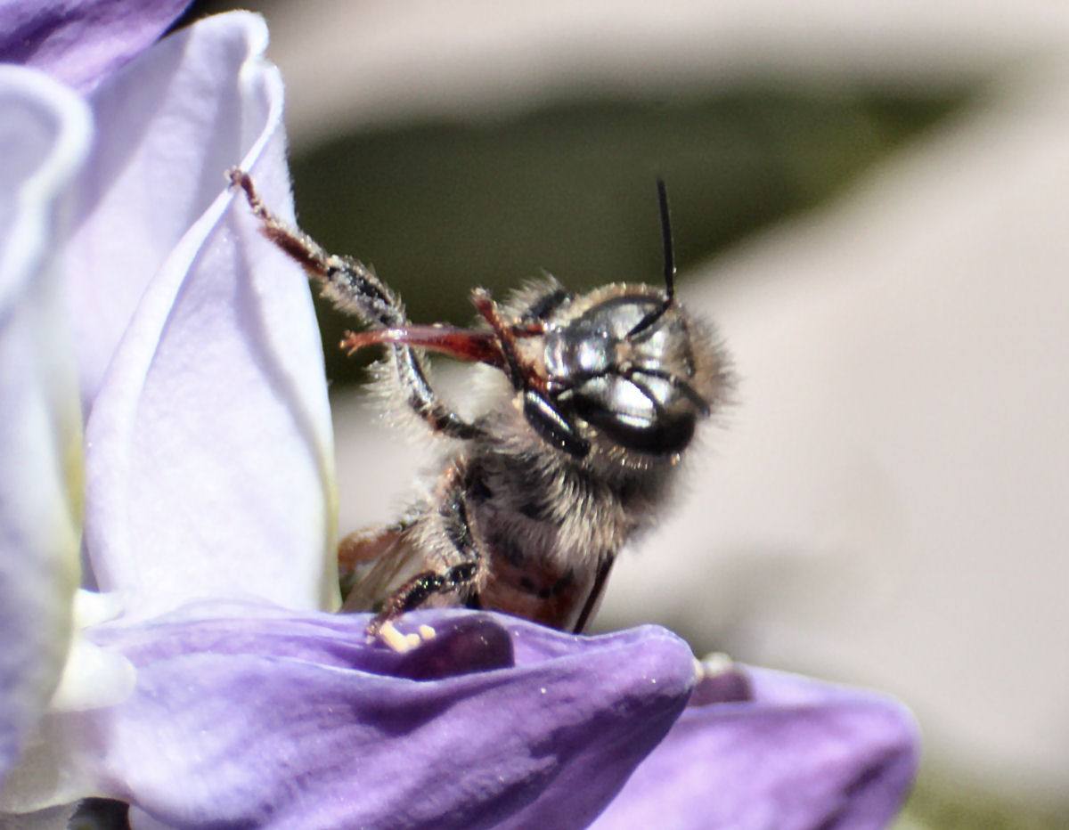 Apis mellifera